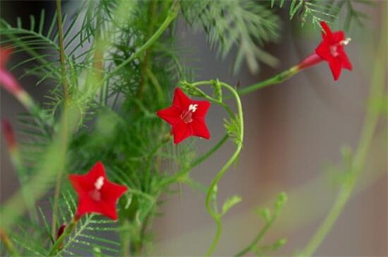 茑萝花种子播种时间,3~4月种植/可适当提前和延后