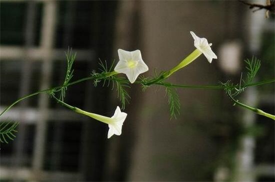 茑萝花种子播种时间,3~4月种植/可适当提前和延后