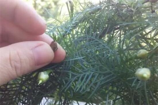 茑萝花种子播种时间,3~4月种植/可适当提前和延后