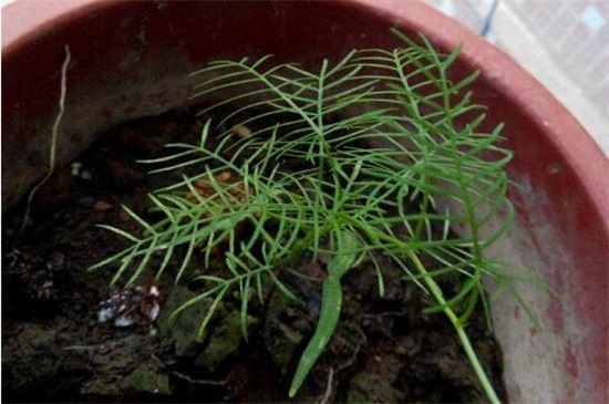 茑萝花种子播种时间,3~4月种植/可适当提前和延后