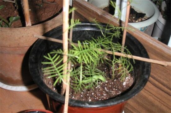 茑萝花种子播种时间,3~4月种植/可适当提前和延后