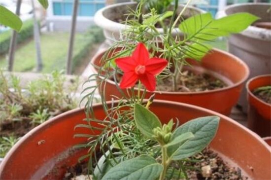 茑萝花种子播种时间,3~4月种植/可适当提前和延后