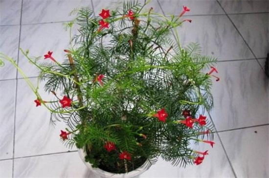 茑萝花种子播种时间,3~4月种植/可适当提前和延后