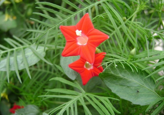 茑萝花的花语及播种时间：忙碌、相互关怀；播种时间在4月初