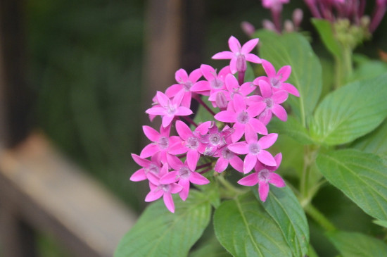 繁星花冬季会死吗