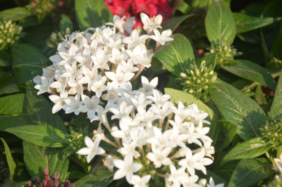 繁星花冬季会死吗