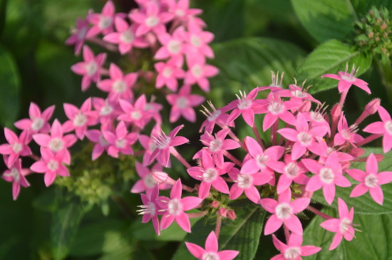 繁星花冬季会死吗
