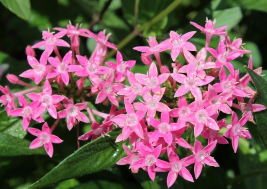 繁星花的养殖办法及留意事项：喜高温、阳光充足的环境