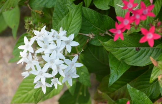 繁星花的养殖办法及留意事项：喜高温、阳光充足的环境