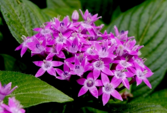 繁星花的养殖办法及留意事项：喜高温、阳光充足的环境