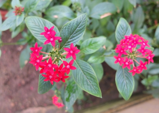 繁星花的养殖办法及留意事项：喜高温、阳光充足的环境