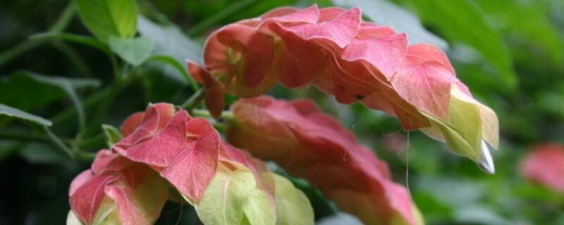 虾衣花的养殖办法和留意事项