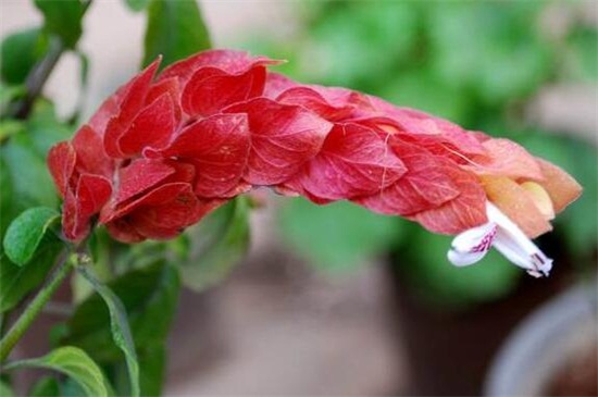 虾衣花的养殖办法和留意事项