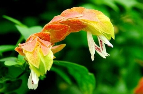 虾衣花的养殖办法和留意事项