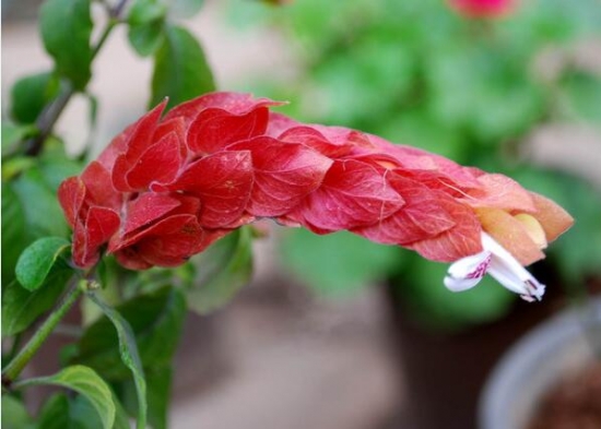 虾衣花的花期：自然花期在6月份左右
