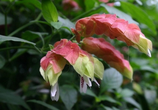 虾衣花的资料：为爵床科、麒麟吐珠属多年生草本