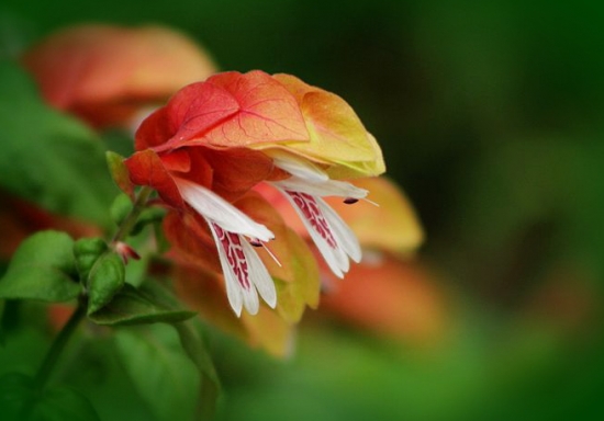 虾衣花的养殖办法及留意事项：喜光、喜湿、喜温暖的环境