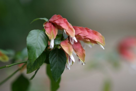 虾衣花的养殖办法及留意事项：喜光、喜湿、喜温暖的环境