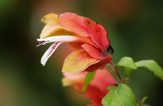 虾衣花的养殖办法及留意事项：喜光、喜湿、喜温暖的环境