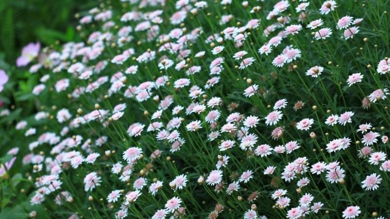 玛格丽特花如何爆盆