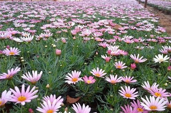 玛格丽特花如何爆盆