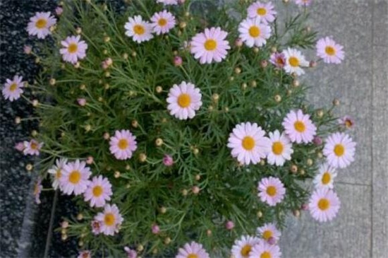 玛格丽特花如何爆盆