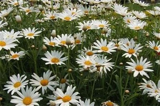 玛格丽特花如何繁殖，春季摘枝配土扦插生根