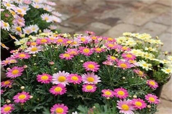 玛格丽特花如何繁殖，春季摘枝配土扦插生根