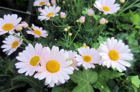 玛格丽特花如何繁殖，春季摘枝配土扦插生根