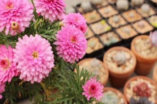 玛格丽特花的种类，详解4大玛格丽特花种类