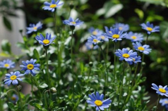 玛格丽特花的种类，详解4大玛格丽特花种类