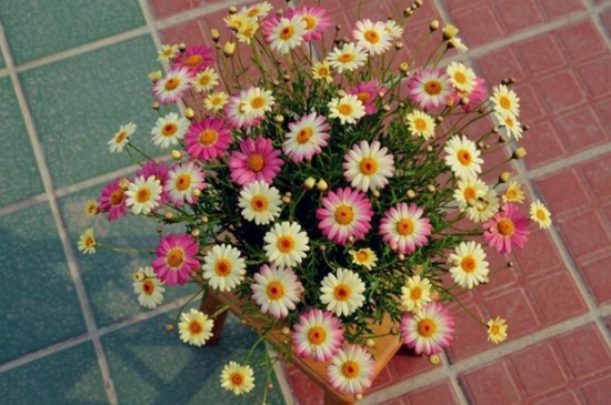 玛格丽特花的种类，详解4大玛格丽特花种类