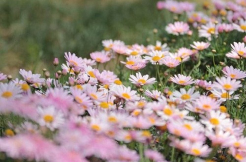 玛格丽特花几月开花,冬季12月份开花