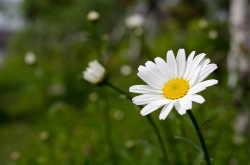 玛格丽特花过冬办法，修剪整枝并施加稻壳炭