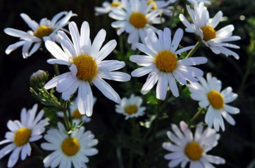 玛格丽特花过冬办法，修剪整枝并施加稻壳炭