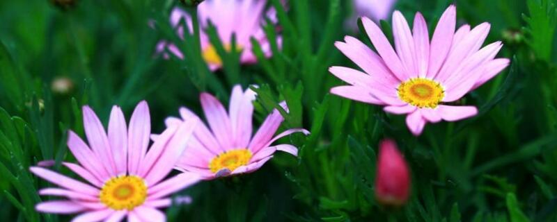 玛格丽特花如何过冬