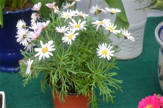 玛格丽特花如何过冬