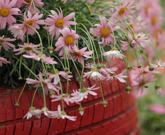 玛格丽特开花后如何处理，玛格丽特如何爆盆