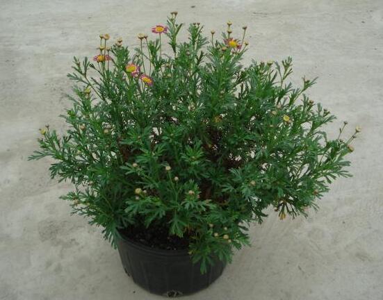 玛格丽特开花后如何处理，玛格丽特如何爆盆