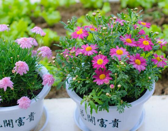 玛格丽特开花后如何处理，玛格丽特如何爆盆