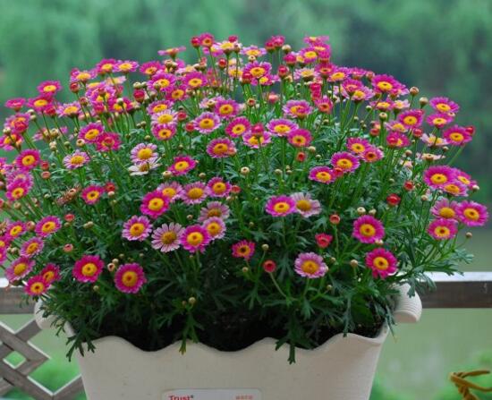 玛格丽特开花后如何处理，玛格丽特如何爆盆