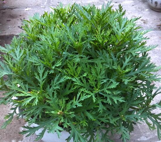 玛格丽特开花后如何处理，玛格丽特如何爆盆