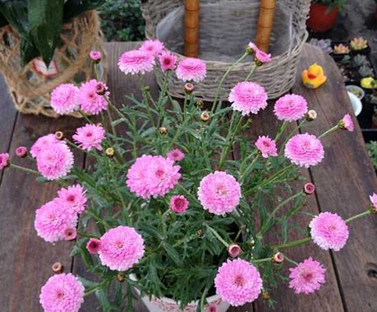 玛格丽特开花后如何处理，玛格丽特如何爆盆