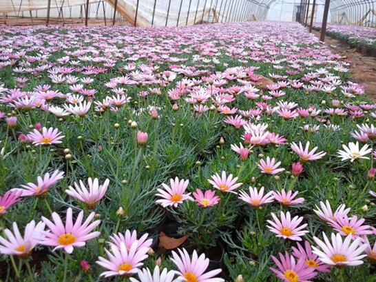 玛格丽特开花后如何处理，玛格丽特如何爆盆