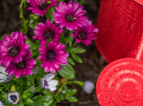 玛格丽特开花后如何处理，玛格丽特如何爆盆