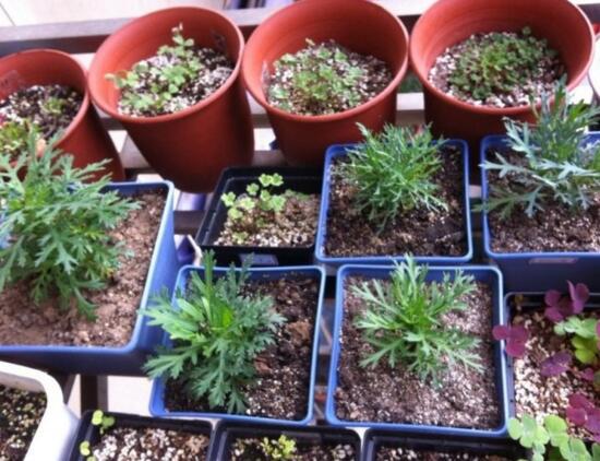 玛格丽特开花后如何处理，玛格丽特如何爆盆