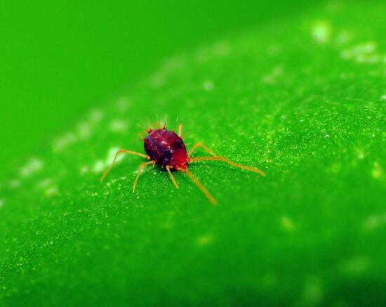 玛格丽特开花后如何处理，玛格丽特如何爆盆