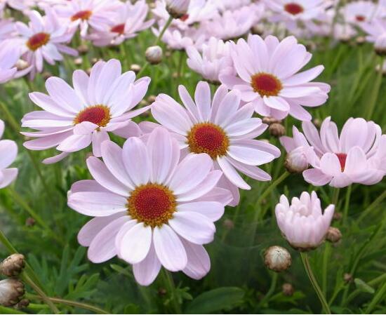 玛格丽特开花后如何处理，玛格丽特如何爆盆