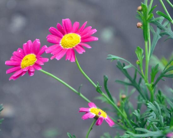 玛格丽特开花后如何处理，玛格丽特如何爆盆