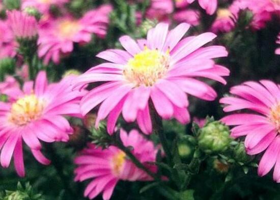 玛格丽特花有哪些种类，盘点12种常见玛格丽特种类图片大全